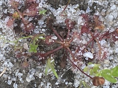 Drosera intermedia