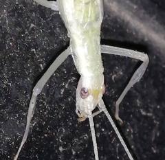 Oecanthus leptogrammus