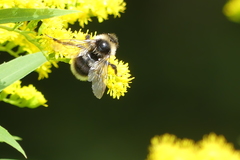 Bombus bohemicus