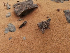 Pelargonium albersii