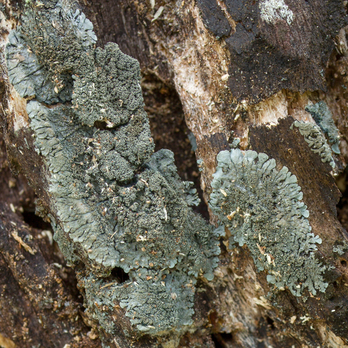 Salted Shell Lichen