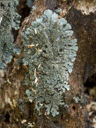 Salted Shell Lichen