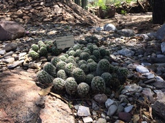 Mammillaria sphacelata