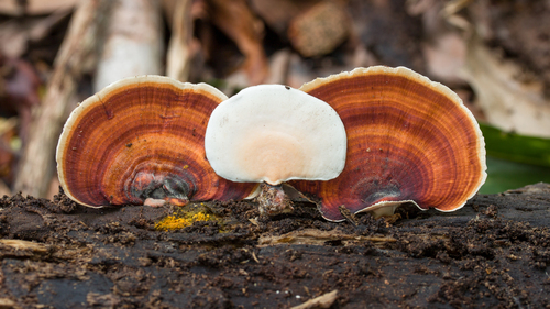 dark-footed tinypore