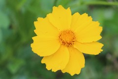 Coreopsis intermedia