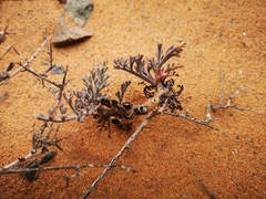Pelargonium albersii