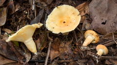 Lactifluus pelliculatus