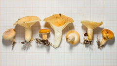 Lactifluus pelliculatus