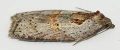 Acleris maculidorsana