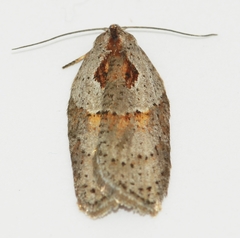 Acleris maculidorsana