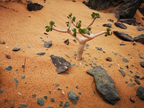 Othonna furcata