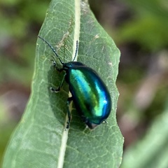 Oreina cacaliae
