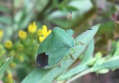 Palomena viridissima