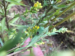 Palomena viridissima