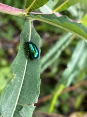 Oreina cacaliae