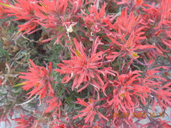 Castilleja scabrida scabrida