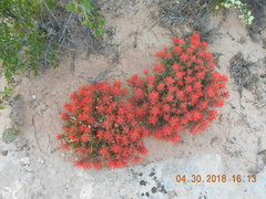 Castilleja scabrida scabrida