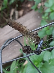 Pachydiplax longipennis