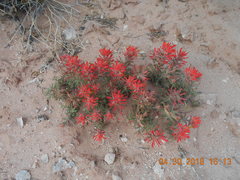 Castilleja scabrida scabrida
