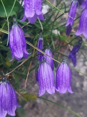 Campanula cespitosa