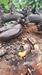 Toxotrypana curvicauda