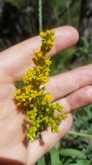 Solidago elongata