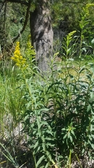 Solidago elongata