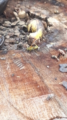 Toxotrypana curvicauda