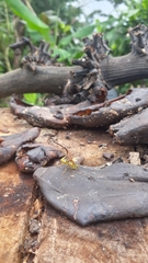 Toxotrypana curvicauda