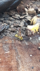 Toxotrypana curvicauda