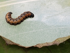 Omphalocera munroei