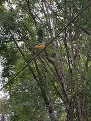 Motacilla flaviventris