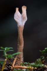 Clavulina castaneipes