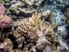 Pocillopora grandis