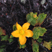 Hypericum mexicanum - Photo (c) Santiago Madriñán, some rights reserved (CC BY-NC), uploaded by Santiago Madriñán