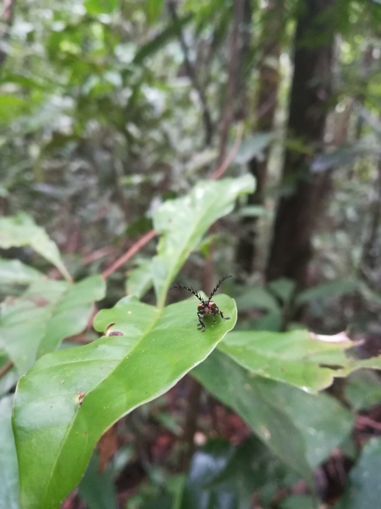 Lucidota pennata