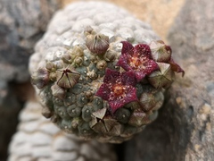 Larryleachia marlothii