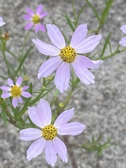 Coreopsis rosea