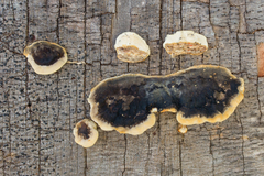 Trametes cingulata