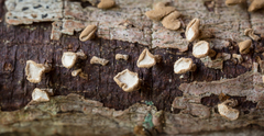 Porodisculus