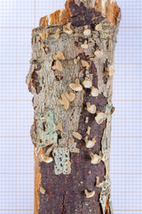 Porodisculus