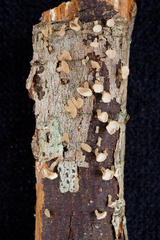Porodisculus