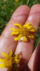 Arnica chamissonis