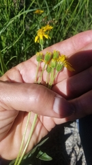 Arnica chamissonis