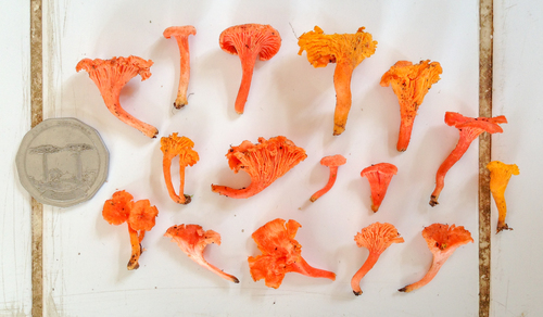 Cantharellus variabilicolor