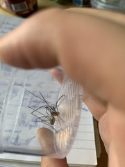 Opilio canestrinii