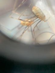 Opilio canestrinii