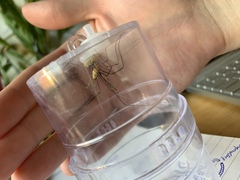 Opilio canestrinii