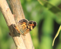 Phyciodes phaon phaon