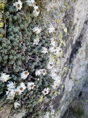 Castroviejoa frigida